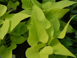 wilec-ipomea-marguerite-zielone-liscie-sadzonka-p9