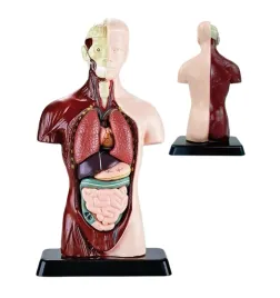 model-anatomiczny-tulow-czlowieka-edukacyjny-medyczny-25cm-narzady-cialo