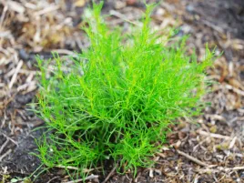 ziele-oliwne-przyprawa-smak-oliwki-olivia-sadzonka-p9