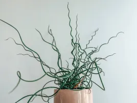 trawa-krecona-sit-rozpierzchly-spiralis-juncus-krecone-pedy