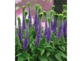 przetacznik-christa-niebiesko-fioletowe-kwiaty-do-ogrodu-sadzonka-p9