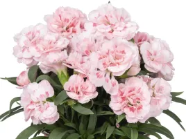 gozdzik-sprint-pastel-jasnorozowe-kwiaty-na-balkon-sadzonka-p9