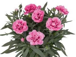 gozdzik-rozowy-sprint-pink-rozowe-kwiaty-na-balkon-sadzonka-p9