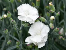 gozdzik-bialy-pierzasty-angel-of-purity-biale-kwiaty-bylina-sadzonka-p9