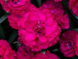 gozdzik-rozowy-paddoc-violet-bylina-rozowe-kwiaty-sadzonka-p9