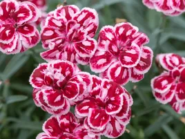 gozdzik-czerwono-rozowe-kwiaty-strawberry-eye-wieloletnia-bylina-sadzonka-p