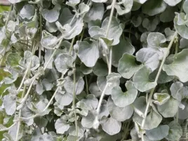 dichondra-silver-falls-srebrne-wodospady-ozdobne-liscie-sadzonka-p9