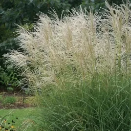 miskant-chinski-graziella-miscanthus-sinensis-wczesnie-kwitnaca-trawa-2l