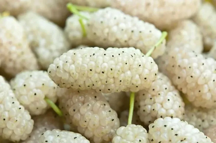 morwa-biala-z-konopia-cbd