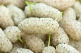 morwa-biala-z-konopia-cbd