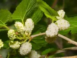 morwa-biala-z-konopia-cbd