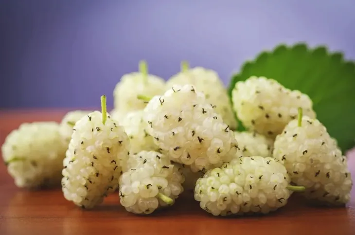 morwa-biala-z-konopia-cbd