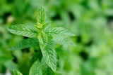 herbata-mietowa-z-konopia-cbd-mieta-70g-rozkurczowa-na-zoladek-70g