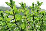 herbata-mietowa-z-konopia-cbd-mieta-70g-rozkurczowa-na-zoladek-70g