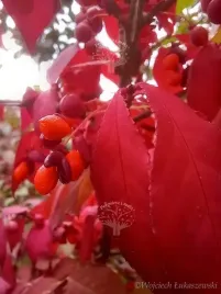 trzmielina-oskrzydlona-timber-creek-euonymus-alatus