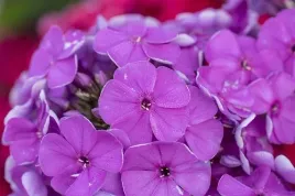plomyk-wiechowaty-lavendelwolke-phlox-paniculata
