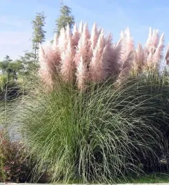 cortaderia-rosea-trawa-pampasowa-rozowa-krolowa