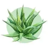 aromat-flow-aloes-10ml-stan-nowy