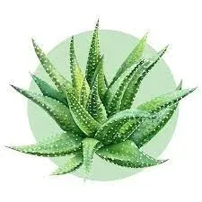 aromat-flow-aloes-10ml