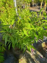 trzmielina-oskrzydlona-blade-runner-krzew-ognisty