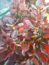 berberys-thunberga-bagatelle-karlowa-forma-kulista