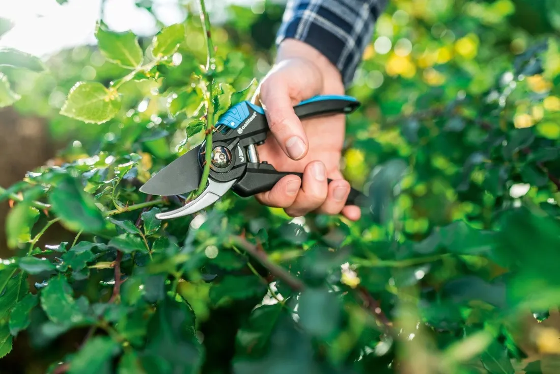 sekator-nozycowy-ergo-marka-cellfast