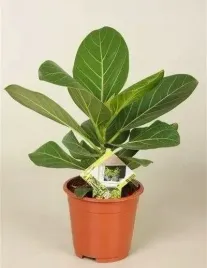 fikus-figowiec-bengalski-audrey-ficus