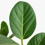 fikus-figowiec-bengalski-audrey-ficus-roslina-w-postaci-sadzonka-w-pojemniku-05-1l