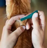 frontline-combo-spot-on-koty-1-aplikator