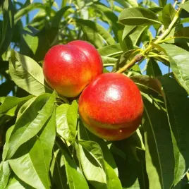 mini-patio-nektarynka-rubis-sadzonka-w-pojemniku-4l