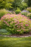 tawula-japonska-anthony-waterer-p9-c1