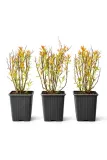 tawula-japonska-anthony-waterer-p9-c1-odmiana-anthony-waterer