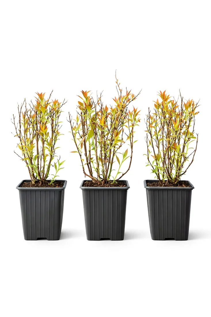tawula-japonska-anthony-waterer-p9-c1-odmiana-anthony-waterer