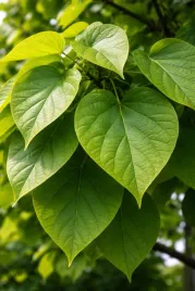 katalpa-sadzonka-w-pojemniku-2l