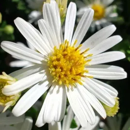 aster-marcinek-starshine-krzaczasty-bialy-sadzonki-obficie-kwitnace-kepy