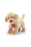 labrador-liam-klasyczny-s