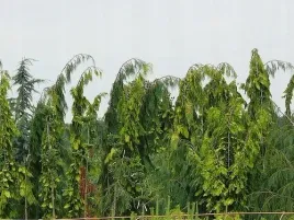 cyprysik-lawsona-filips-golden-tears-40-60cm-c3