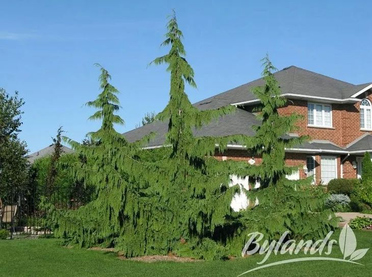 cyprysik-nutkajski-pendula-40-60cm-c3-rodzaj-rosliny-cyprys-i-cyprysik