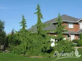 cyprysik-nutkajski-pendula-40-60cm-c3-rodzaj-rosliny-cyprys-i-cyprysik