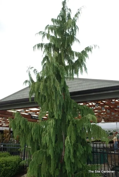 cyprysik-nutkajski-pendula-40-60cm-c3-rodzaj-rosliny-cyprys-i-cyprysik