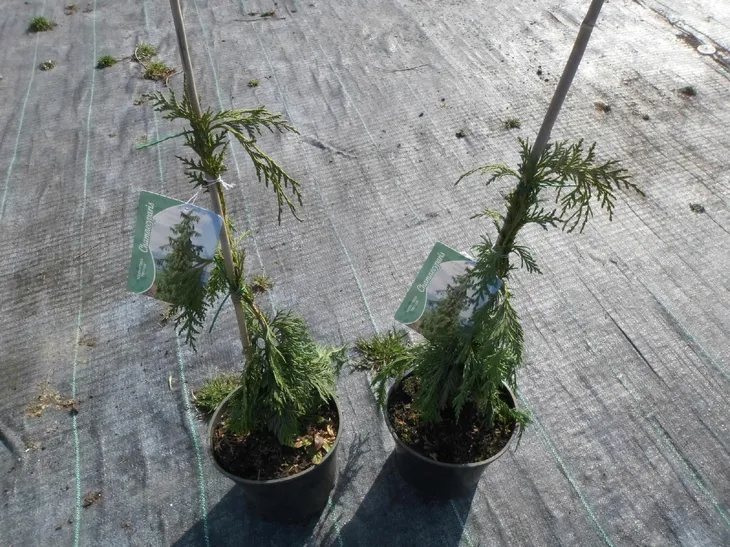 cyprysik-nutkajski-pendula-40-60cm-c3-rodzaj-rosliny-cyprys-i-cyprysik