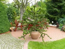 araucaria-araukaria-malpka-sadzonki-p9