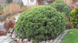 sosna-kosodrzewina-10-20cm-c2