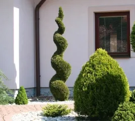 thuja-szmaragd-zielony-spirala-tuja-110-130cm-c5