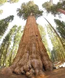 mamutowiec-olbrzymi-p9