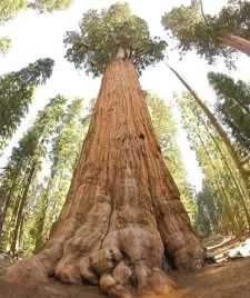 mamutowiec-olbrzymi-p9