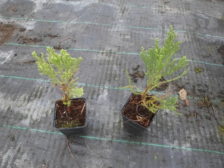 mamutowiec-olbrzymi-p9-rodzaj-rosliny-jodly