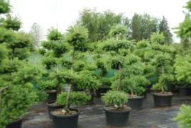 modrzew-formowany-na-bonsai-waz-80-100cm-p16