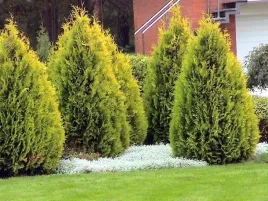 tuja-zloty-brabant-zywotnik-sadzonki-30-40cm-p9