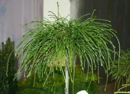 zywotnik-olbrzymi-thuja-whipcord-pa-80-100cm-c5